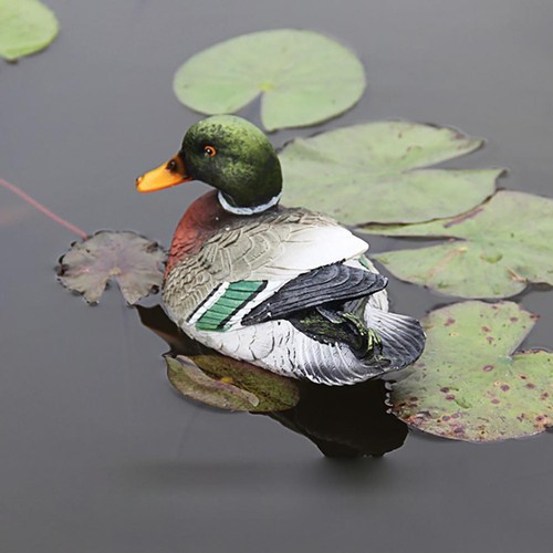 Duck - (female, mandarin