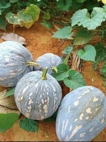Japanese kabocha pumpkin - japanese,