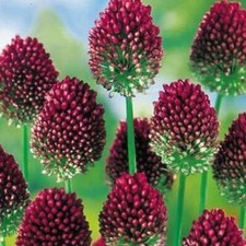20 x Allium Sphaerocephalon  DRUMSTICKS  Perennial Garden Plant BULBS