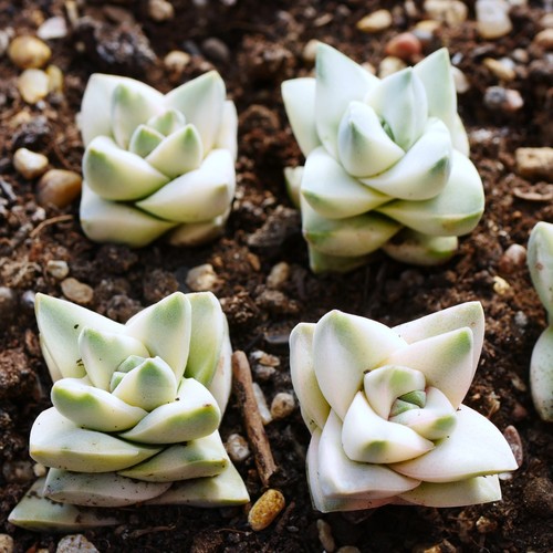 Crassula moonglow variegata - crassula,