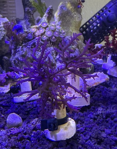 Marine macro algae - ,, hypnea