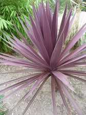Cordyline australis Purpurea