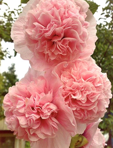 Mallow pink hollyhock - x,