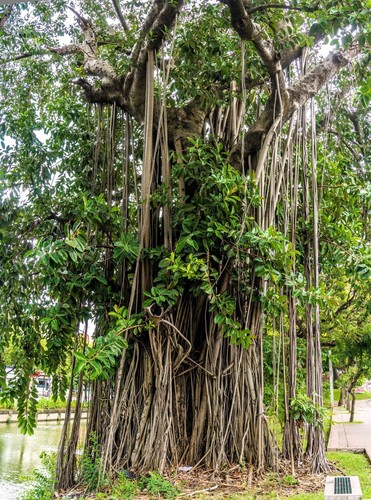 Banyan fig tree - 50,