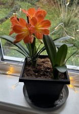 IN BLOOM Clivia Miniata