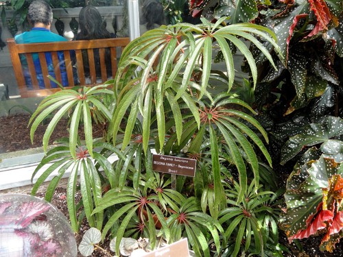 Begonia luxurians tropical - begonia,