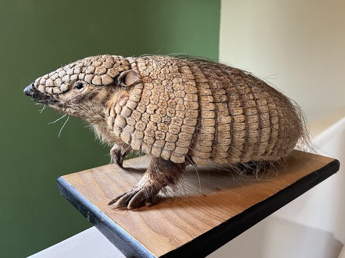 Taxidermy adult hairy - adult, cb