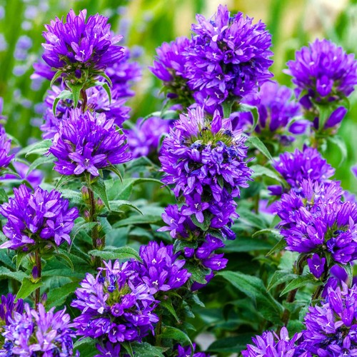 Campanula glomerata superba - campanula,