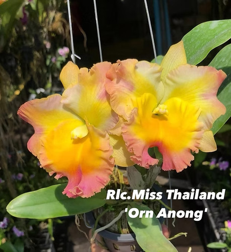 Rare cattleya rlc miss - /,