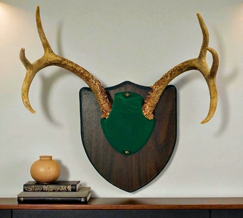 Whitetail deer antler - whitetail,