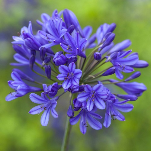 Perennial plant agapanthus - perennial,