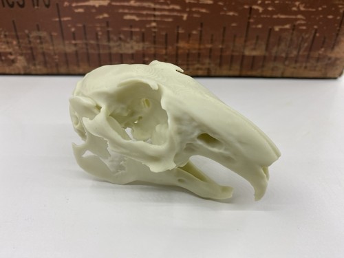 Replica rabbit skull - rabbit,