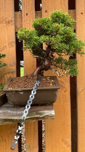 Itoigawa juniper bonsai - itoigawa,