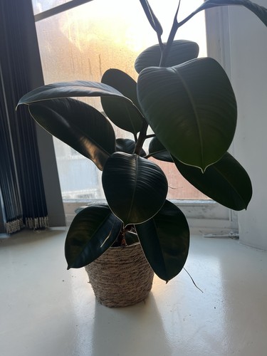Rubber plant - plant, elastica)