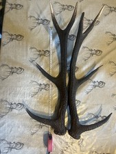 Red Deer Antlers