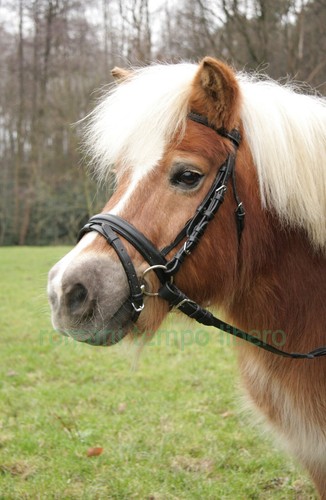 Complete english bridle for - complete,