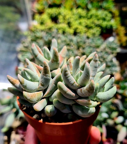 Crassula cornuta the horned - crassula,