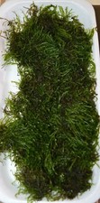 10 to 250g JAVA MOSS - live aquarium carpet plant - fry guppy hide redmoor root