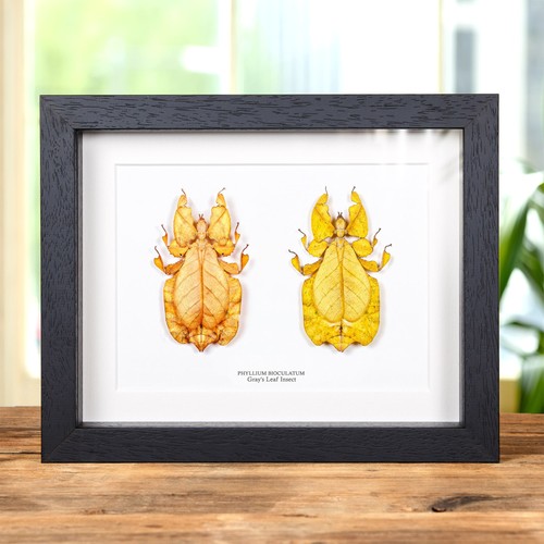 Gray leaf insect - gray's, &