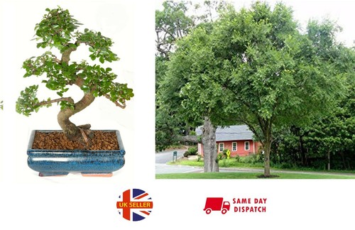 Chinese elm bonsai seeds 30 - chinese,