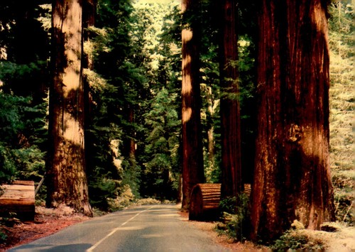 Redwood highway fallen giant - highway,