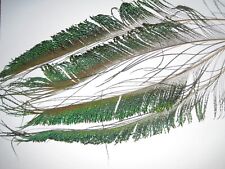 PEACOCK SWORD FEATHERS