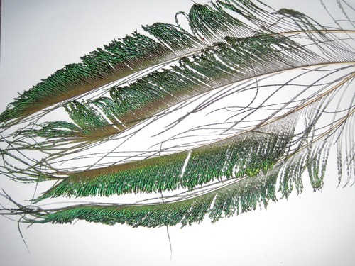Peacock sword feathers - peacock,