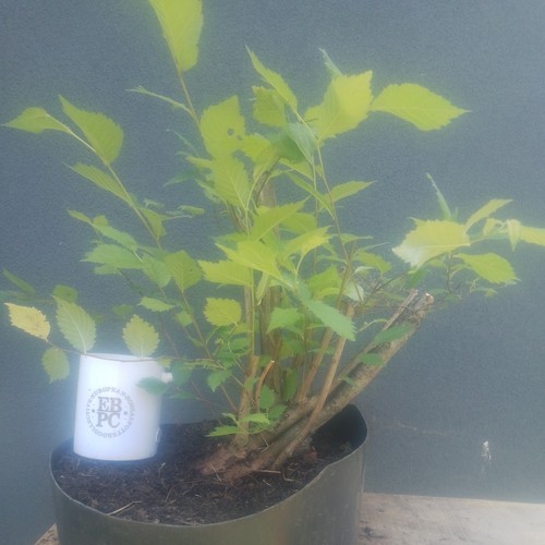 Elm bonsai tree yamadori - bonsai,