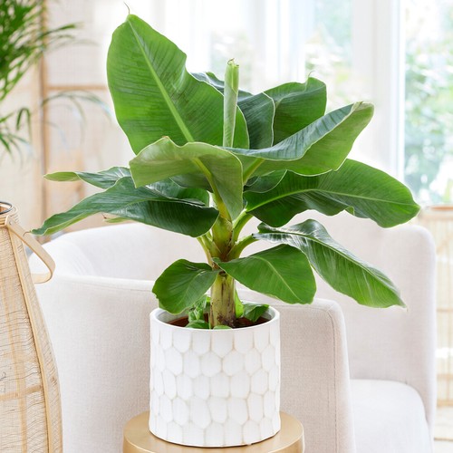 Musa dwarf cavendish exotic - musa,