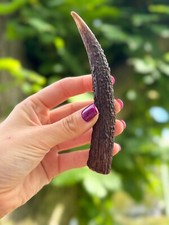 Red Deer Antler Dog Chew