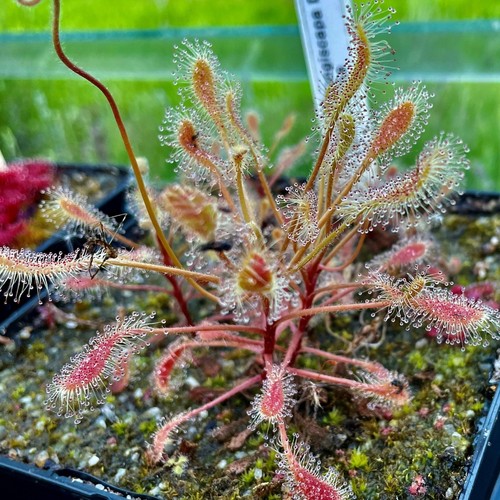 Carnivorous drosera curvipes - drosera,