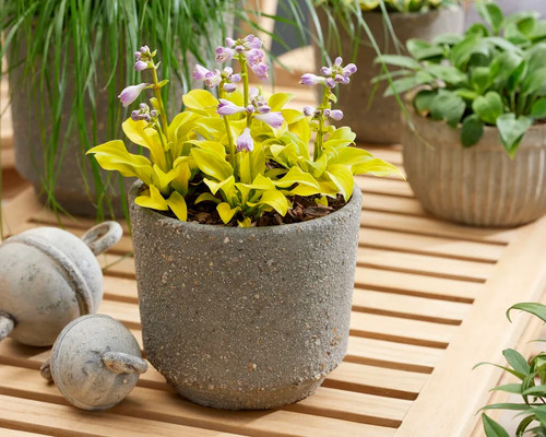 Hosta sun mouse compact - hosta, 'sun
