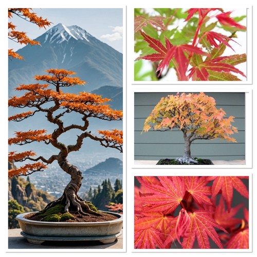 Colour changing phoenix maple