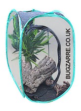 Praying Mantis Stick Insect