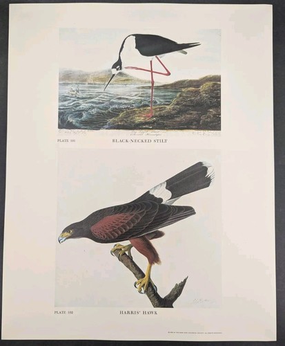 Black necked stilt - stilt, hawk