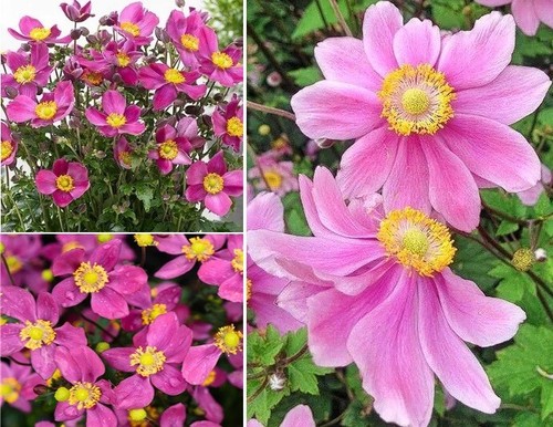 Japanese anemone red - "red, riding