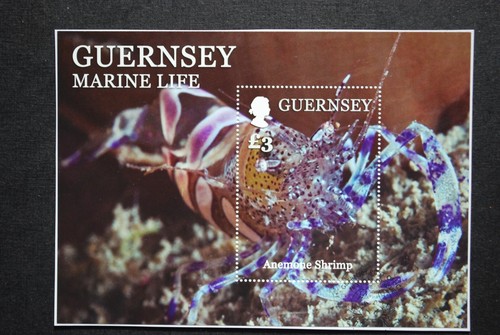 Guernsey 2014 marine life - guernsey,