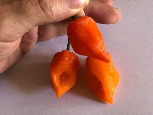 Orange trinidad moruga - orange,