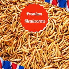 5 Litres Premium Dried