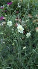 Scabiosa Columbaria ssp