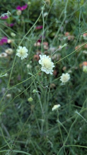 Scabiosa columbaria ssp - x3,
