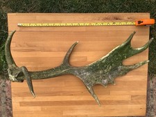 Deer Antler. Cast Fallow Buck
