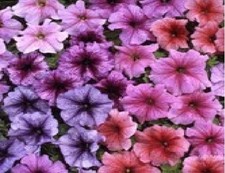 Flower - Petunia - Express Vein Mixed F1 - 50 Pelleted Seeds