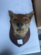Red Fox Taxidermy Head Mounted