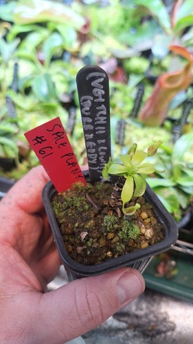 Nepenthes x - (veitchii, lowii)
