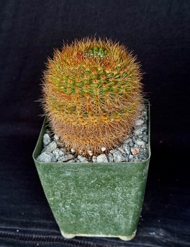 Notocactus werdermannianus