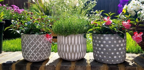 Concrete flower pots - flower, indoor