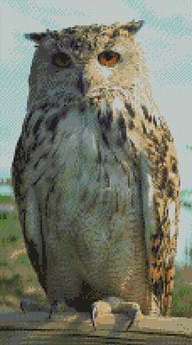 Tawny owl complete counted - owl,