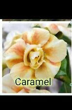 3 Desert Rose seeds Adenium Obesum CARAMEL Colors House Flower Plant Seeds UK