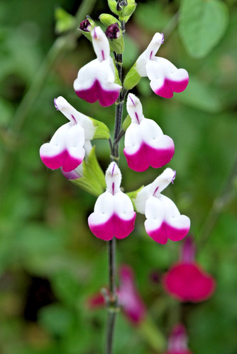 Salvia cherry lips - salvia, 9cm